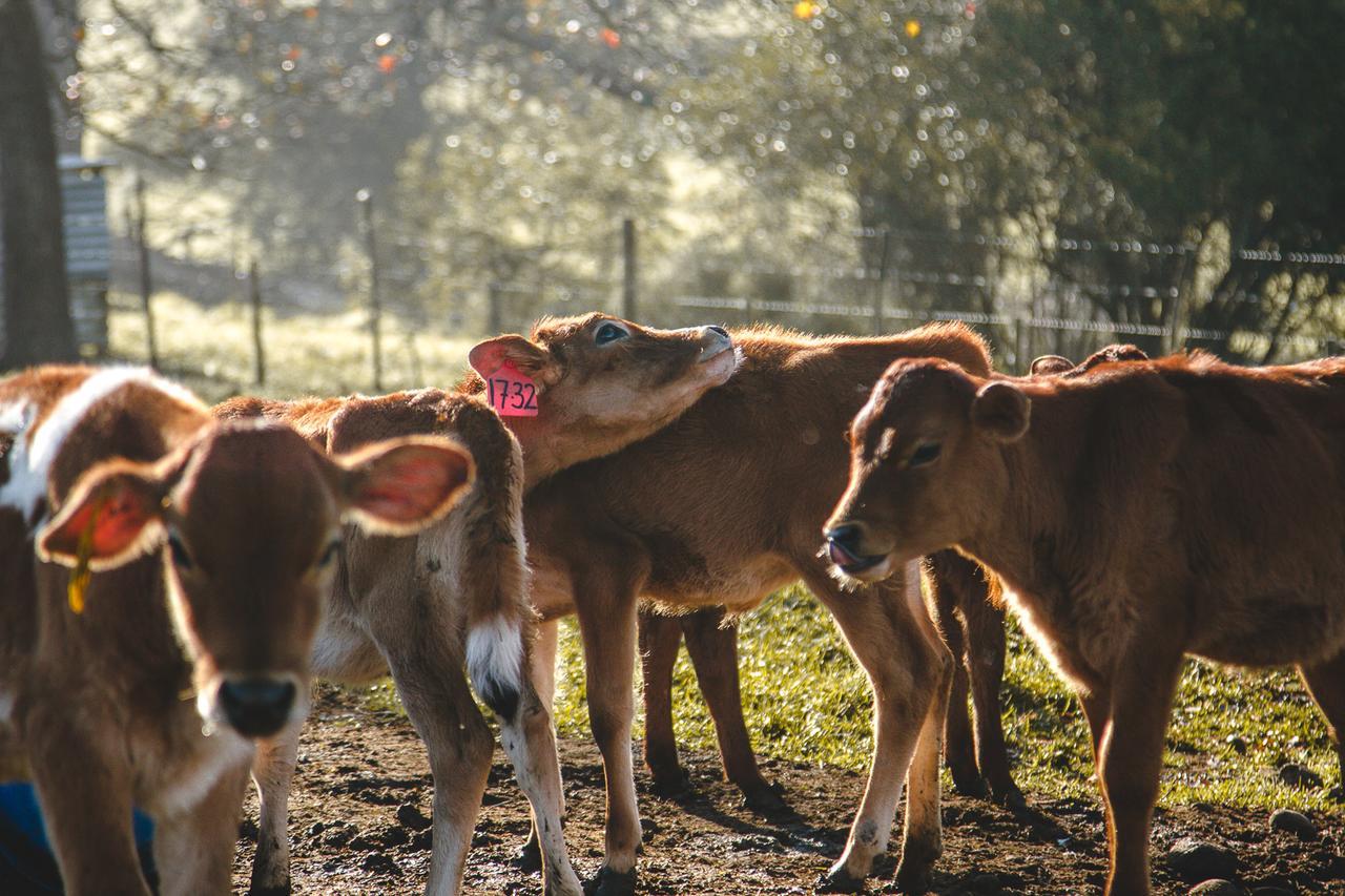 فيلا Appelsbosch Guest Farm سويلندام المظهر الخارجي الصورة